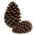 Floristik24 Šišky Pinus Maritima 10cm - 15cm prírodné 3ks
