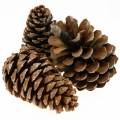 Floristik24 Pinus Pinea veľký 14/18cm prírodný 50b