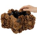 Kvetináč z borovicových šišiek, tvar hviezdy, 30 cm | Floristik24.sk