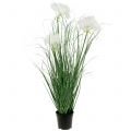 Floristik24 Okrasná tráva s bielymi semenami Zelená H73cm