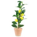 Floristik24 Umelá rastlina citrónovníka v kvetináči 42 cm