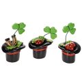 Floristik24 Talizman pre šťastie ďatelina a chrobák v cylindri, 7 cm, 3 kusy