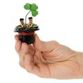 Talizman pre šťastie ďatelina a chrobák v cylindri, 7 cm, 3 kusy | Floristik24.sk
