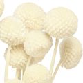 Craspedia sušené paličky krémové 45-55cm 20 ks | Floristik24.sk