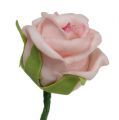 Floristik24 Penová ruža Ø3,5cm lososovo ružová 30p