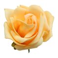 Floristik24 Penová ruža Ø 8cm marhuľová 18str