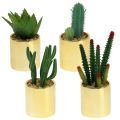 Floristik24 Kaktusy zelené v zlatom črepníku 12cm - 17cm 4ks