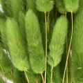 Tráva zajačica okrasná tráva Lagurus olivovo zelená L65cm 50g | Floristik24.sk