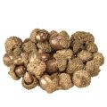 Floristik24 Zlaté jesenné plody, slávnostné jesenné dekorácie, prírodné dekoratívne žalude, adventná dekorácia Ø1,5 – 2,5 cm D1,5 – 3 cm 300 g