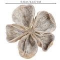 Landlotus biely 6-12 cm 50 ks | Floristik24.sk