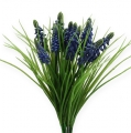 Floristik24 Hroznové hyacinty 28cm - 30cm modré 15p