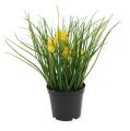 Floristik24 Narcisy s trávou v črepníku 25cm