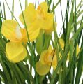 Floristik24 Narcisy s trávou v črepníku 25cm