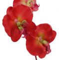 Floristik24 Deco orchidea červená 68cm