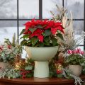 Miska so stojanom na rastliny, dekoratívna miska, 25 cm | Floristik24.sk