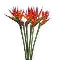 Floristik24 Strelitzia 65cm (6ks)